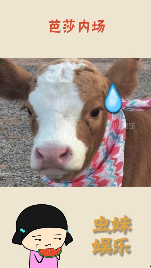 抖音娱乐吃瓜君,抖音“吃瓜君”带你揭秘娱乐圈最新热点事件